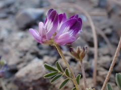 Astragalus rattanii jepsonianus