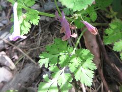 Corydalis incisa