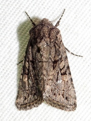 Ulolonche orbiculata