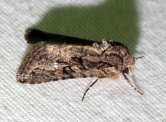 Ulolonche orbiculata