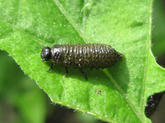 Chrysomeloidea