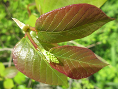 Neoshirakia japonica