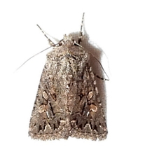 Ulolonche orbiculata