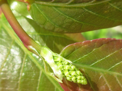 Neoshirakia japonica