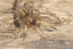 Callobius pictus
