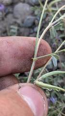 Astragalus rattanii jepsonianus
