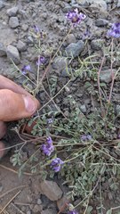 Astragalus rattanii jepsonianus