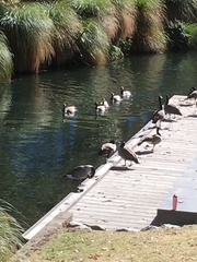 Branta canadensis maxima