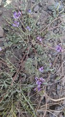 Astragalus rattanii jepsonianus