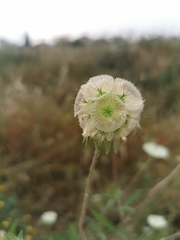 Lomelosia palaestina