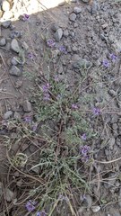 Astragalus rattanii jepsonianus