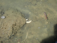 Eudistoma elongatum