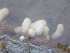Eudistoma elongatum