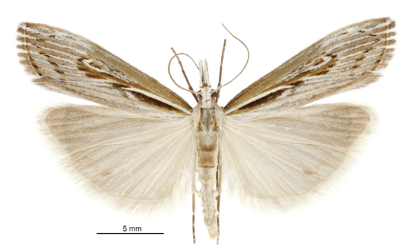 Orocrambus harpophorus