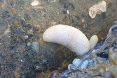 Eudistoma elongatum