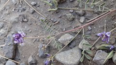 Astragalus rattanii jepsonianus