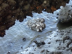 Eudistoma elongatum