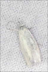 Zacorus carus