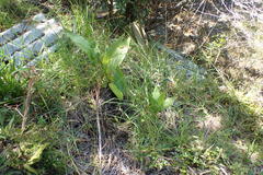 Canna × generalis