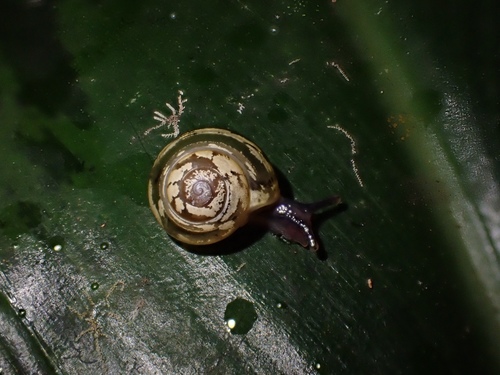 Philonesia observed 2021-04-10