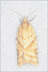 Clepsis therina