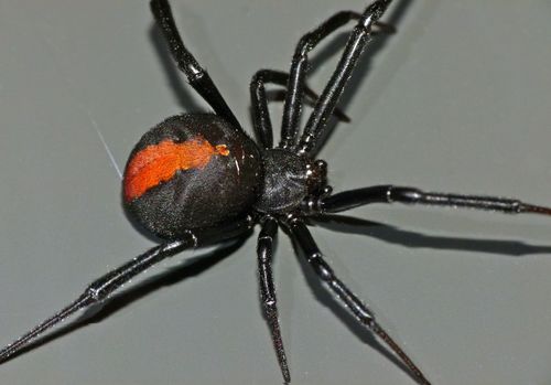 Redback Spider photo 2
