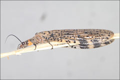 Archichauliodes guttiferus