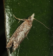 Ardozyga sisyraea