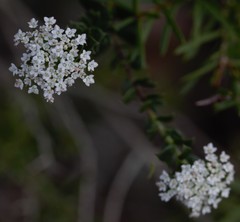 Platysace stephensonii