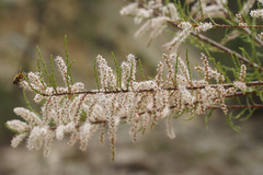 Tamarix parviflora