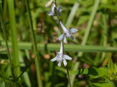 Delphinium carolinianum