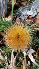 Banksia sphaerocarpa