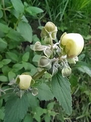 Calceolaria hyssopifolia