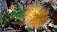 Banksia sphaerocarpa