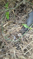 Amaurornis phoenicurus