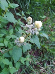 Calceolaria hyssopifolia