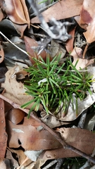 Banksia sphaerocarpa