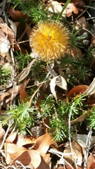 Banksia sphaerocarpa