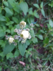 Calceolaria hyssopifolia