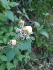 Calceolaria hyssopifolia