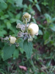 Calceolaria hyssopifolia