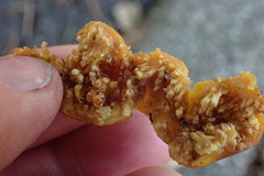 Pseudidarnes minerva