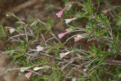 Lithodora hispidula