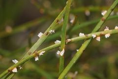 Coleosporium senecionis