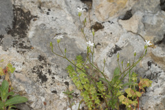 Arenaria pamphylica