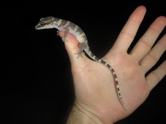 Cyrtodactylus mcdonaldi