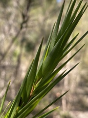 Styphelia longifolia