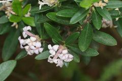 Daphne sericea
