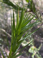 Styphelia longifolia