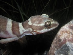 Cyrtodactylus mcdonaldi